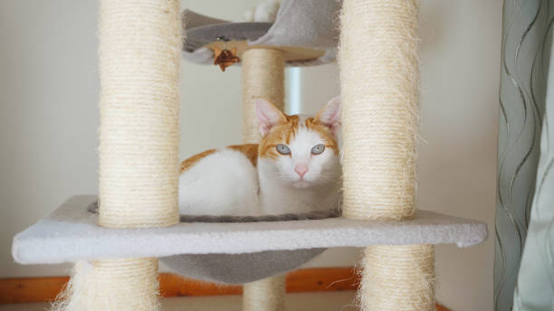 istock White and ginger cat sitting in its cat tree 1502785681