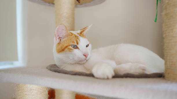 istock White and ginger cat lying in a cat tree 1502785684