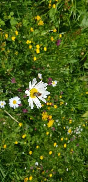 Witness the enchanting encounter between a delicate common daisy and a busy bee. The bee gracefully dances upon the daisy's pristine petals, seeking nature's sweet nectar. This captivating moment captures the intricate interplay of life, where the tiny bee and the humble daisy harmoniously coexist in a symphony of beauty and purpose.