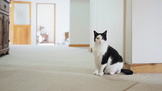 Portrait of a cute black and white cat sitting on a living room carpet at home
