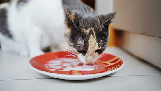 Close-up of a cute calico cat drinking milk from a saucer on a tiled floor at home
