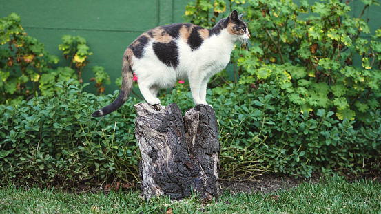 Adorable calico cat balancing on a tree stump outside in its back yard at home in summer