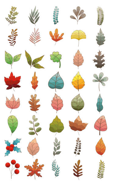 ilustrações de stock, clip art, desenhos animados e ícones de colorful leaves flat design icon for decoration on nature concept. - fern forest ivy leaf