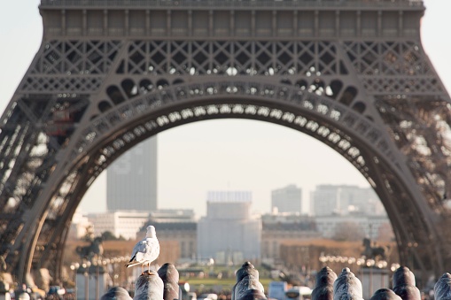 A white bird perched in front of the iconic Eiffel Tower in Paris, France