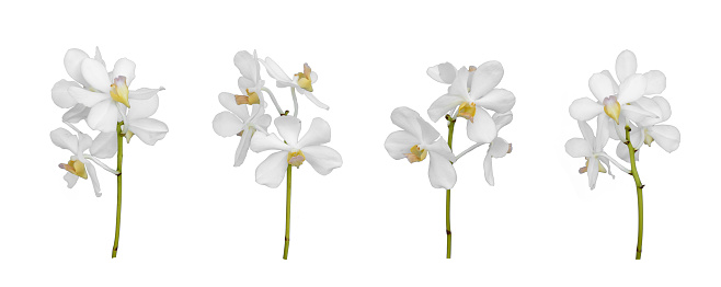 Set of cut out white dendrobium orchid stem isolated on the white background