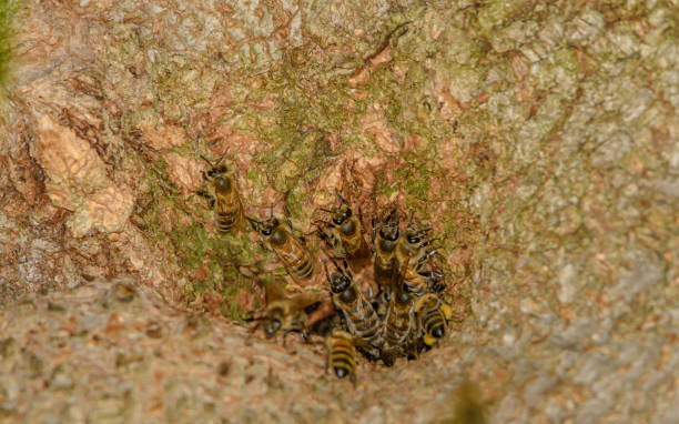 un hueco en un árbol con un nido de abejas - tree hole bark brown fotografías e imágenes de stock