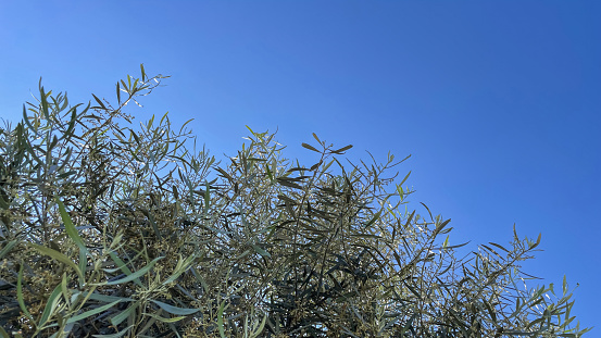 Picking fresh organic olives from the tree