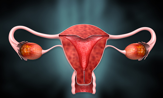 Female reproductive system  uterus cross section. 3d illustration