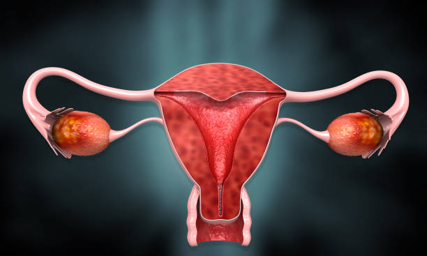 Female reproductive system  uterus cross section Female reproductive system  uterus cross section. 3d illustration women private part pic stock pictures, royalty-free photos & images