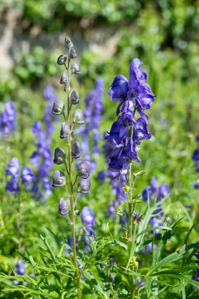 Monks hood (aconitum napellus) flowers in bloom