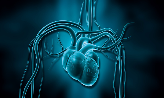 Human heart anatomy blue color. 3d illustration