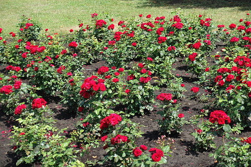 Flowerbed with numerous bushes of red garden roses in bloom in mid June