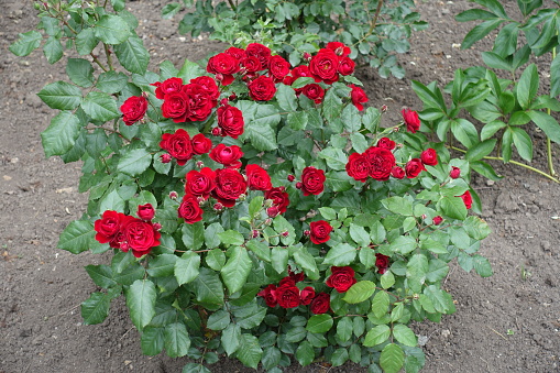 Shrub of garden roses with numerous red flowers in mid June