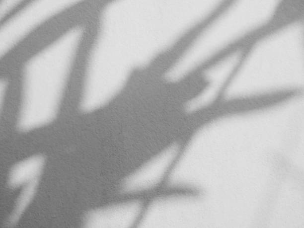 istock Shadow Leaf Background,Light Abstact Wall Floor,Overlay Grey White Plant Leaves  Backdrop,Minimal Mockup Product,Nature Photography Scene Elegant Template,Sunshine on blur Cement Marble from 1502800203