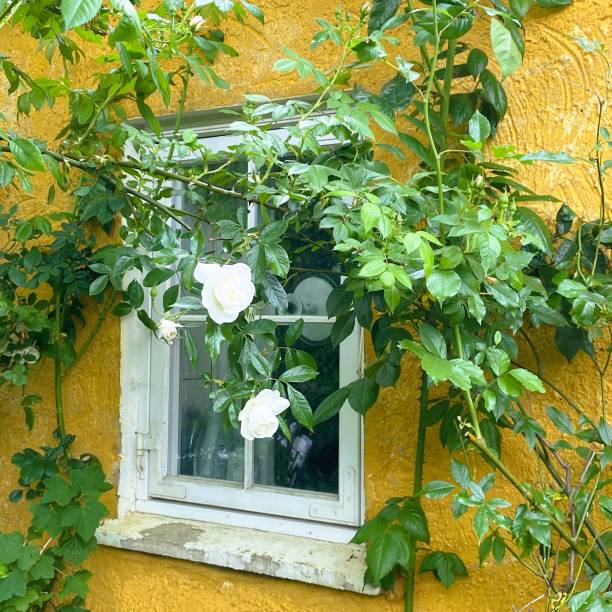 Single window of an old house with blooming plants outside.
