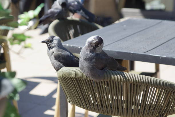 istock Two curious jackdaws on the chair 1502801597