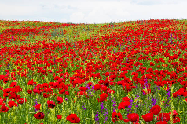 ケシの花の畑、日光と屋外、グルジアの自然