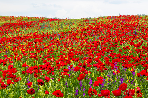 Field of poppy and yellow flowers, daylight and outdoor, Georgian nature