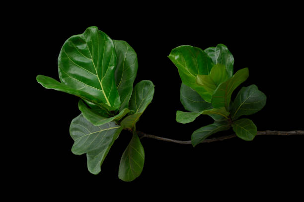 istock green leaves on a black background. 1502811635