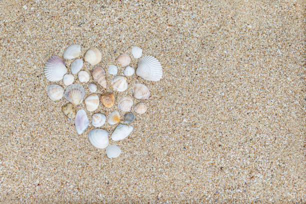 Sand background with assorted shells. stock photo