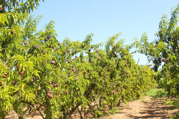 istock Ripe peaches on trees in the orchard. 1502816403