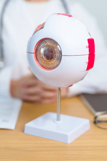 istock Doctor with human Eye anatomy model with magnifying glass. Eye disease, Refractive Errors, Age Related Macular Degeneration, Cataract, Diabetic Retinopathy, Glaucoma, Amblyopia, Strabismus and Health 1502822023