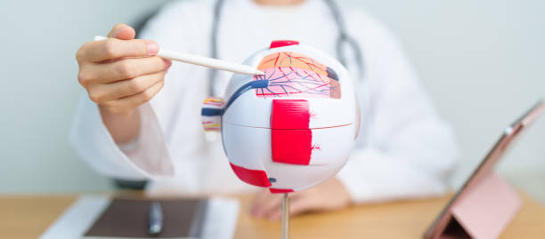 istock Doctor with human Eye anatomy model with magnifying glass. Eye disease, Refractive Errors, Age Related Macular Degeneration, Cataract, Diabetic Retinopathy, Glaucoma, Amblyopia, Strabismus and Health 1502822026