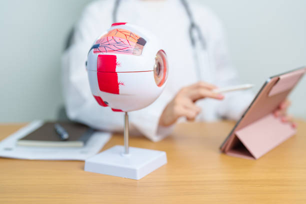 istock Doctor with human Eye anatomy model with magnifying glass. Eye disease, Refractive Errors, Age Related Macular Degeneration, Cataract, Diabetic Retinopathy, Glaucoma, Amblyopia, Strabismus and Health 1502822028