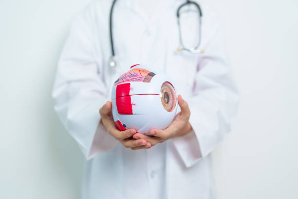istock Doctor with human Eye anatomy model with magnifying glass. Eye disease, Refractive Errors, Age Related Macular Degeneration, Cataract, Diabetic Retinopathy, Glaucoma, Amblyopia, Strabismus and Health 1502822041