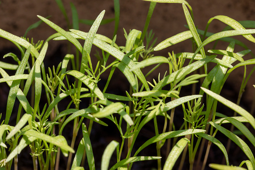 Plant seedlings growing in the sun. Home gardening.