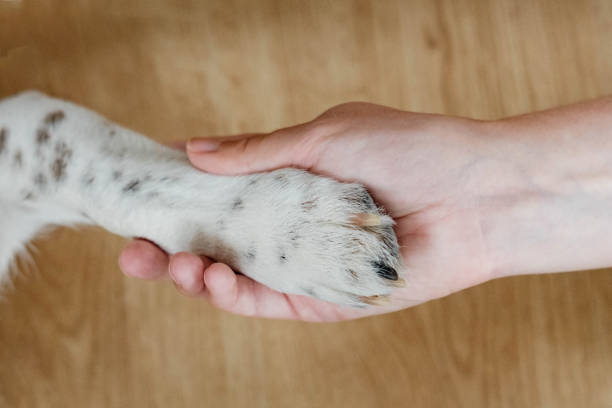 istock dog paw and human hand together. give paw command. 1502825423