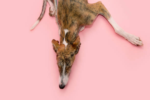 istock Portrait brindle greyhound lying down sleeping. Isolated on pink pastel background. high angle view 1502828434