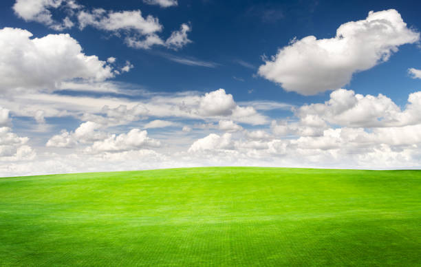 istock Landscape with green grass field under a blue sky 1502837089