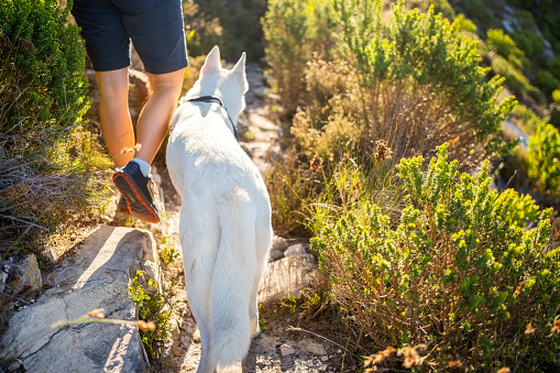 White pet dog walking with owner on a rocky mountain trail