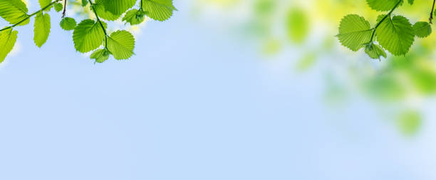istock Vibrant green foliage against a sunny blue sky 1502838162