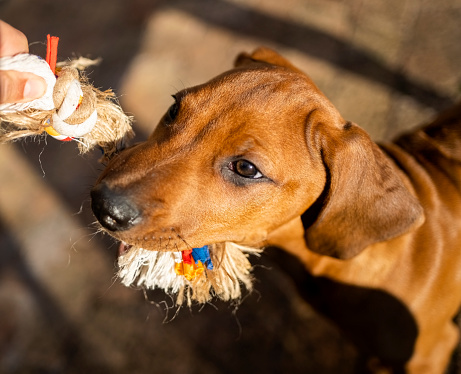 Brown cute dog holding rope toy in his mouth outside