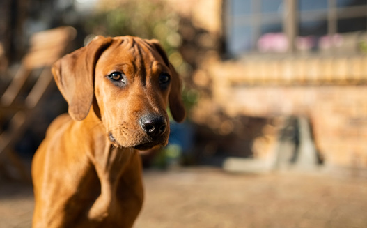 Close-up of a brown dog looking at camera standing outside