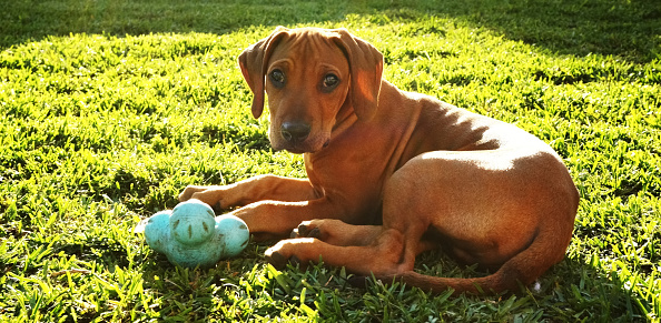 Cute brown dog sitting on grass with a toy looking at camera outside