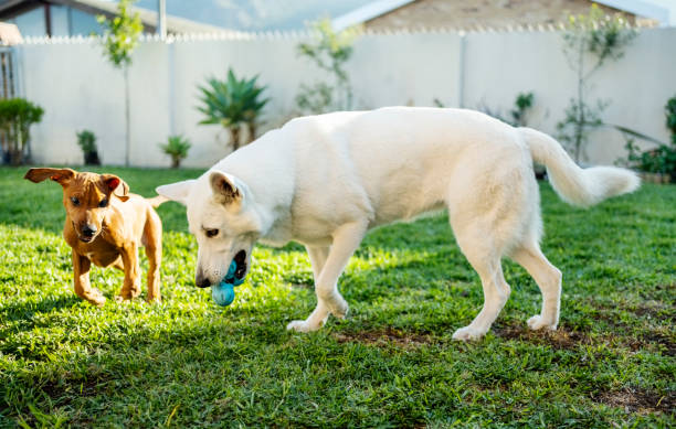 istock Two dogs playing with a toy in a garden 1502838729