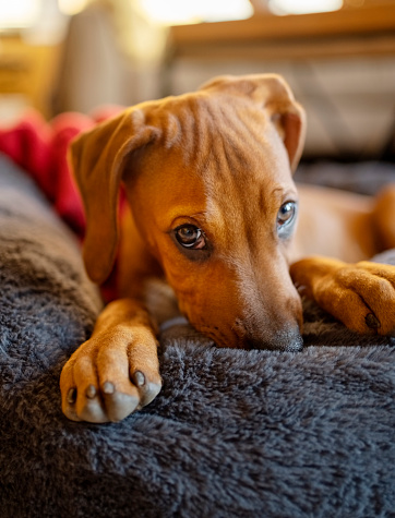 Shot of a cute brown dog sitting on rug at home