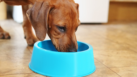 Close-up of a cute small dog eating his bowl of dog food at home