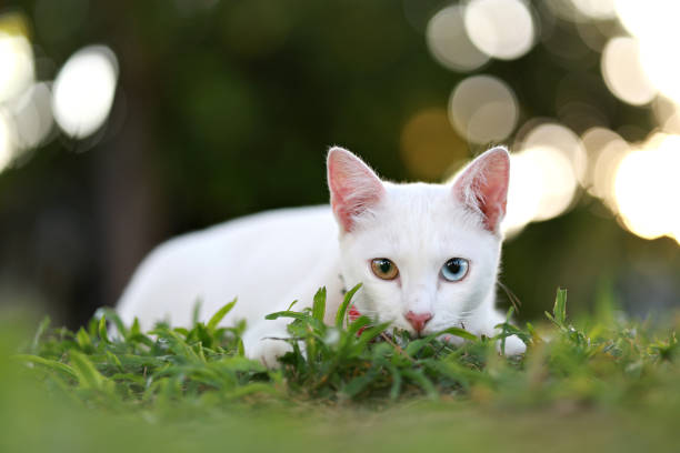 A close-up photograph captures a curious Persian kitten with two different colored eyes resting on the lawn during the summer time.