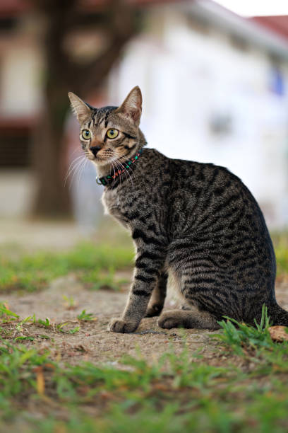 istock Tabby cat on the lawn 1502841083