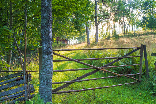Forest meadow with a wood gate