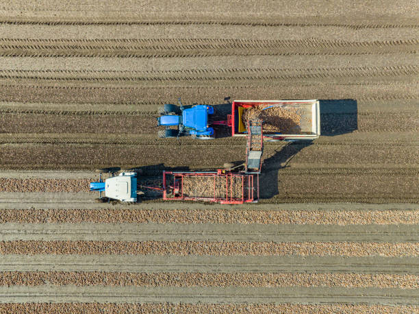istock Tractors harvesting onions in a field seen from above 1502843178