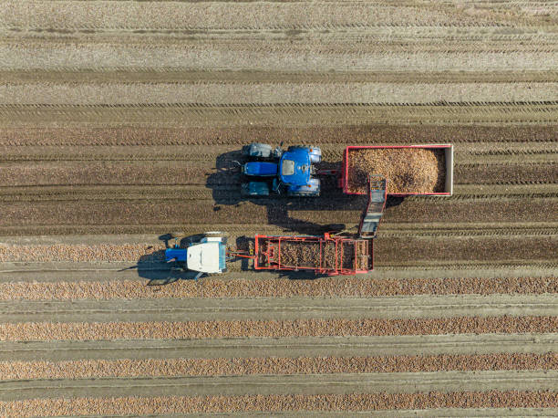 istock Tractors harvesting onions in a field seen from above 1502843281