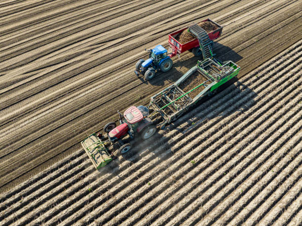 istock Tractors harvesting potatoes in a field seen from above 1502843292