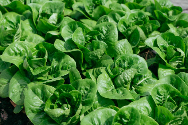 istock Fresh organic green cos lettuce 1502843333