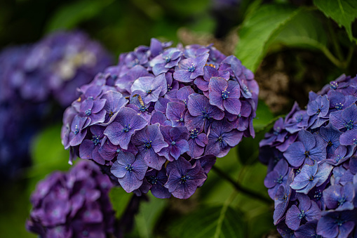 Pale blue hydrangea flowers and leaves