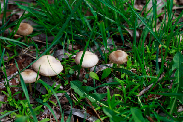 istock Wild mushrooms growing in the grass. natural background. 1502844316